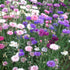 Dwarf Polka Dot ( Cornflower )